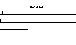 Human EIF2AK2 qPCR primer set (NM_002759)