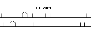 Human EIF2AK3 qPCR primer set (NM_004836)