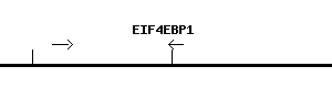 Human EIF4EBP1 qPCR primer set (NM_004095)