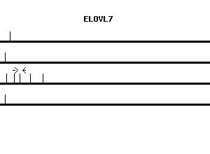 Human ELOVL7 qPCR primer set (NM_024930)