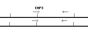 Human EMP3 qPCR primer set (NM_001425)