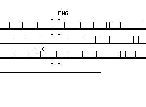 Human ENG qPCR primer set (NM_000118)
