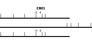 Human ENO1 qPCR primer set (NM_001428)