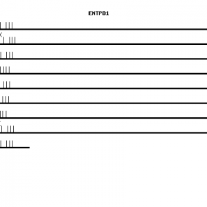 Human ENTPD1 qPCR primer set (NM_001776)