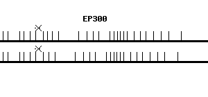 Human EP300 qPCR primer set (NM_001429)