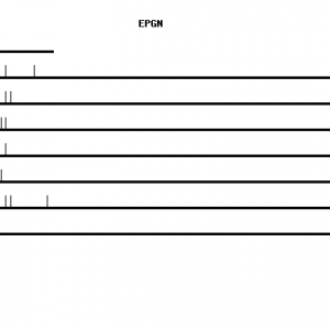 Human EPGN qPCR primer set (NM_001270989)