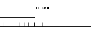 Human EPHA10 qPCR primer set (NM_173641)