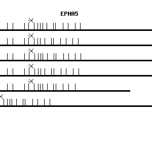 Human EPHA5 qPCR primer set (NM_004439)