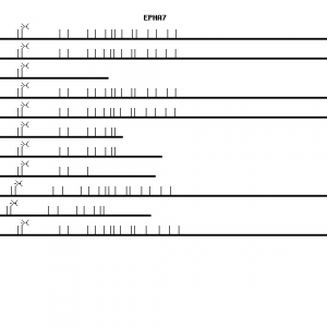 Human EPHA7 qPCR primer set (NM_004440)
