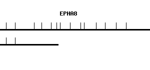 Human EPHA8 qPCR primer set (NM_020526)