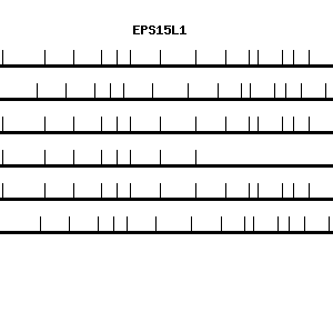 Human EPS15L1 qPCR primer set (NM_021235)