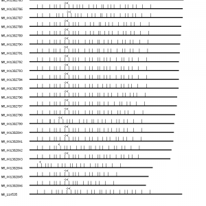 Human ERBB2 qPCR primer set (NM_004448)