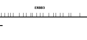 Human ERBB3 qPCR primer set (NM_001982)