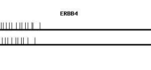 Human ERBB4 qPCR primer set (NM_005235)