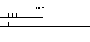 Human ERI2 qPCR primer set (NM_080663)
