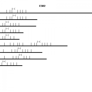 Human ESR2 qPCR primer set (NM_001437)