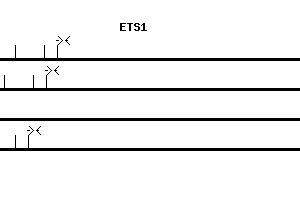 Human ETS1 qPCR primer set (NM_005238)