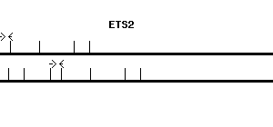Human ETS2 qPCR primer set (NM_005239)