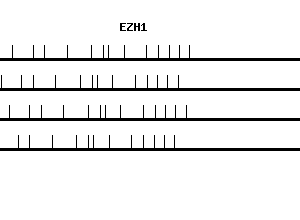 Human EZH1 qPCR primer set (NM_001991)