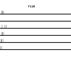 Human F11R qPCR primer set (NM_016946)