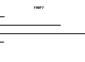 Human FABP7 qPCR primer set (NM_001446)