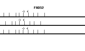 Human FADS2 qPCR primer set (NM_004265)