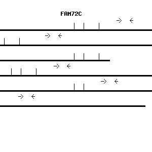 Human FAM72C qPCR primer set (NM_001287385)