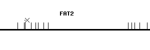 Human FAT2 qPCR primer set (NM_001447)