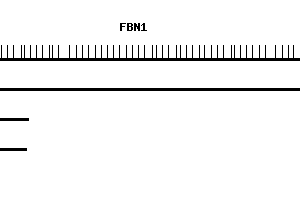 Human FBN1 qPCR primer set (NM_000138)