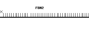 Human FBN2 qPCR primer set (NM_001999)