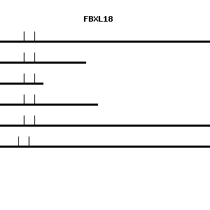 Human FBXL18 qPCR primer set (NM_024963)