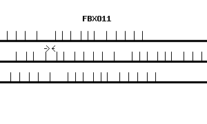 Human FBXO11 qPCR primer set (NM_025133)