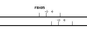 Human FBXO5 qPCR primer set (NM_012177)