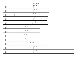 Human FCGR1A qPCR primer set (NM_000566)