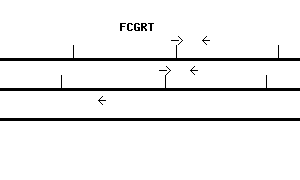 Human FCGRT qPCR primer set (NM_004107)