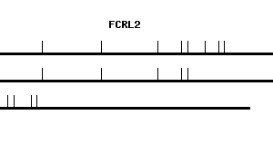 Human FCRL2 qPCR primer set (NM_030764)