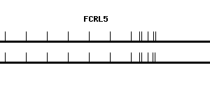 Human FCRL5 qPCR primer set (NM_031281)