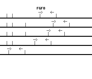 Human FGF8 qPCR primer set (NM_006119)
