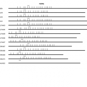 Human FGFR1 qPCR primer set (NM_015850)