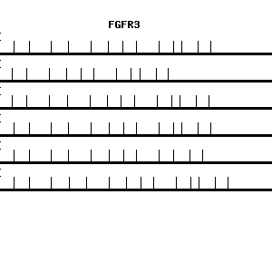 Human FGFR3 qPCR primer set (NM_000142)