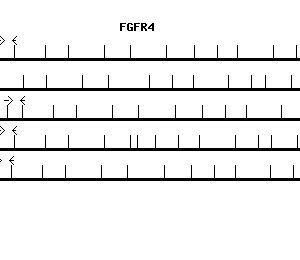 Human FGFR4 qPCR primer set (NM_002011)