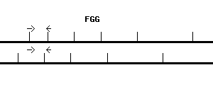 Human FGG qPCR primer set (NM_000509)