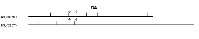 Human FGG qPCR primer set (NM_000509)