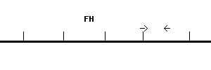Human FH qPCR primer set (NM_000143)
