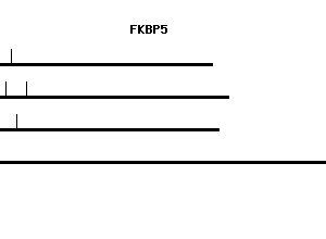 Human FKBP5 qPCR primer set (NM_004117)