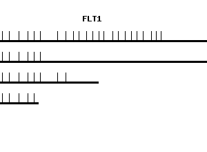 Human FLT1 qPCR primer set (NM_002019)