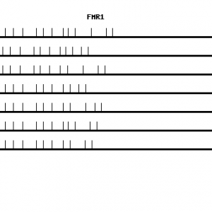Human FMR1 qPCR primer set (NM_002024)