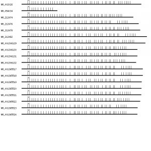 Human FN1 qPCR primer set (NM_002026)