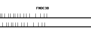 Human FNDC3B qPCR primer set (NM_022763)