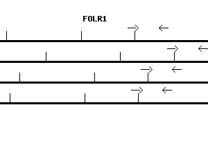 Human FOLR1 qPCR primer set (NM_000802)